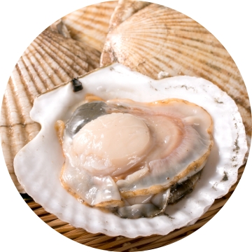 ホタテ